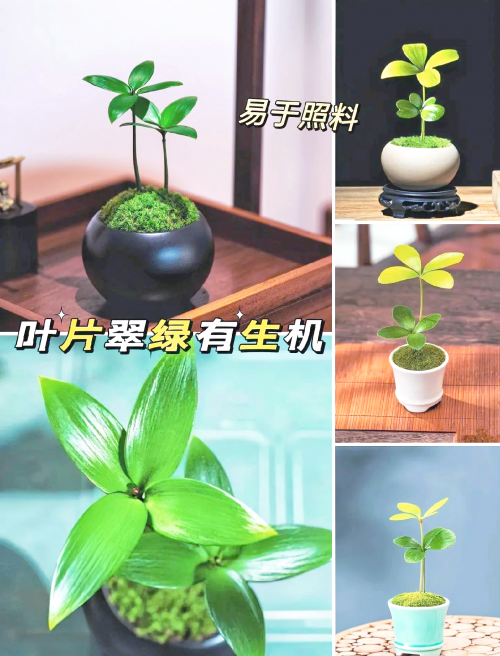 四叶草论坛还有吗四叶草论坛，探索网络交流的新天地-第3张图片