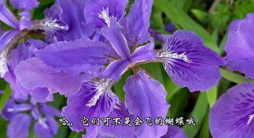 蓝色妖姬，神秘制作背后的秘密