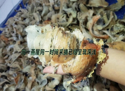 金丝燕窝，天然珍品的美妙之旅-第2张图片