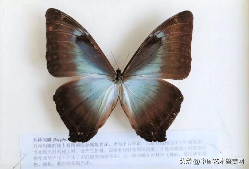 蝴蝶网论坛资料蝴蝶网论坛，探索网络世界的蝴蝶之旅-第2张图片