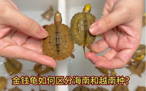 金钱龟的价格金钱龟价格波动与市场趋势-第3张图片