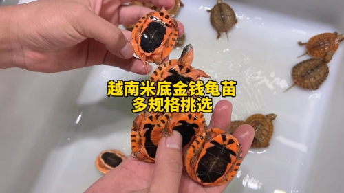 金钱龟的价格金钱龟价格波动与市场趋势-第1张图片