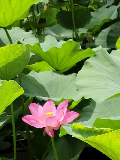 出水芙蓉形容女人什么意思出水芙蓉的含义-第2张图片