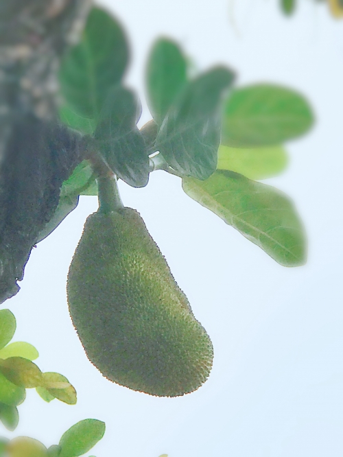 菠萝菠萝蜜最新高清菠萝菠萝蜜手机网，探索科技新世界-第2张图片
