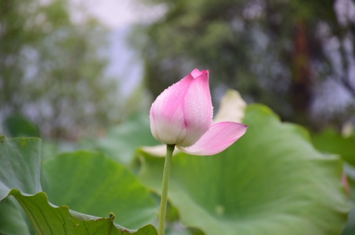 出水芙蓉什么意思出水芙蓉，美的象征与寓意-第2张图片