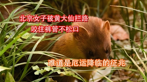 黄大仙管家婆资料大全-第3张图片