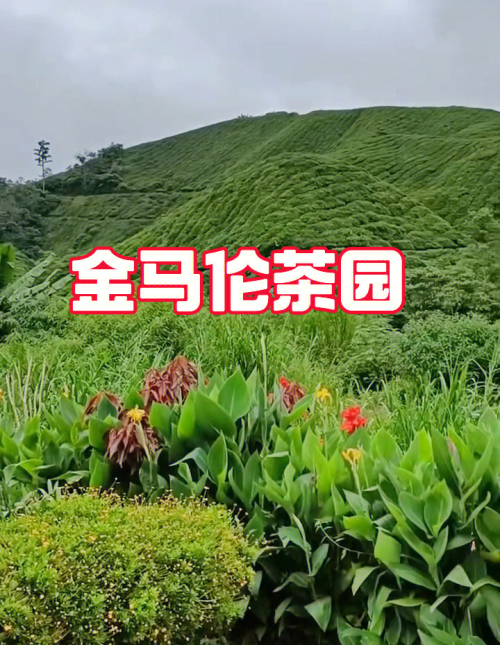 金马旅游团，探索美丽风景与文化体验-第1张图片