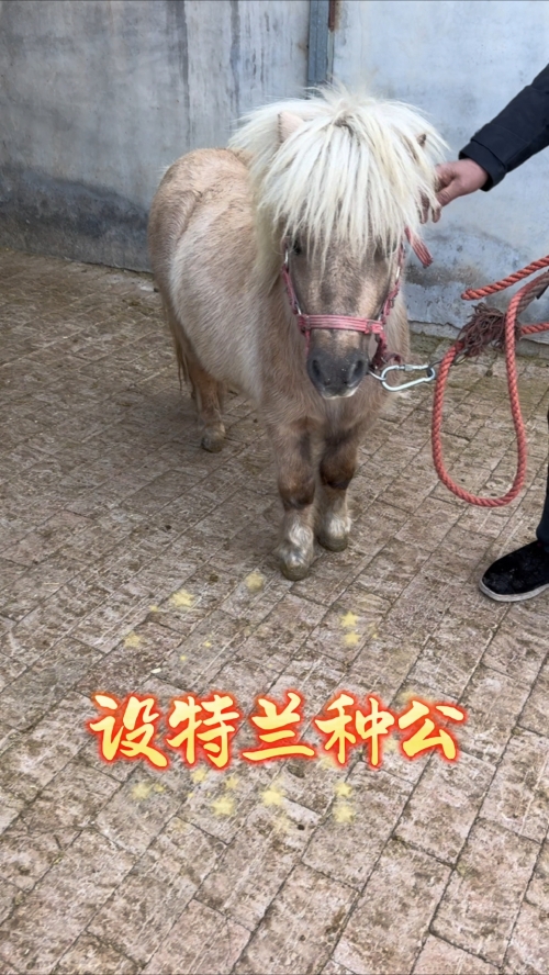 今天买什么特马今天买什么特马-第2张图片