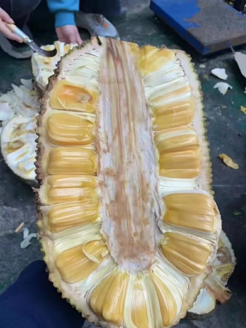 菠萝蜜菠萝蜜手免费播放菠萝菠萝蜜手机网，探索科技新世界-第1张图片