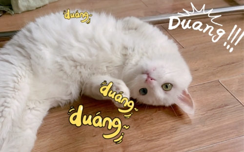 三脚猫论坛三脚猫论坛，探索网络交流的新天地-第3张图片
