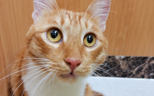 三脚猫论坛三脚猫论坛，探索网络交流的新天地
