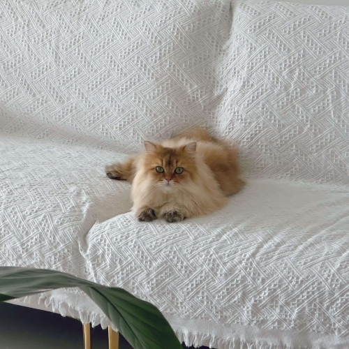三脚猫论坛三脚猫论坛，探索网络交流的新天地-第2张图片