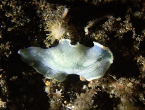 吼吼鲸进化图吼吼鲸，海洋中的神秘生物-第3张图片