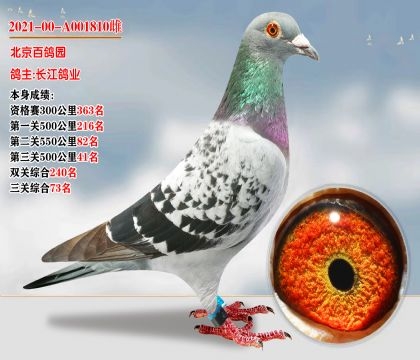 精鹰网，网络信息时代的精锐之选-第1张图片