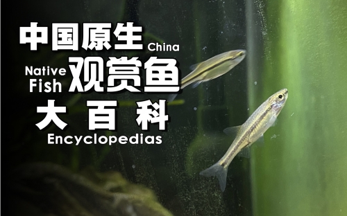 小鱼赚钱小鱼赚钱，轻松实现财富自由之路-第1张图片