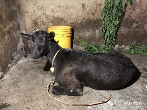 今日特马，探索与发现