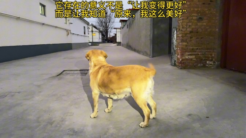 376969狗跑论坛开奖正版直播376969狗跑论坛，探索狗狗世界的精彩世界