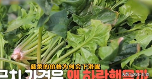 菠菜娱乐，探索多彩的娱乐世界-第1张图片
