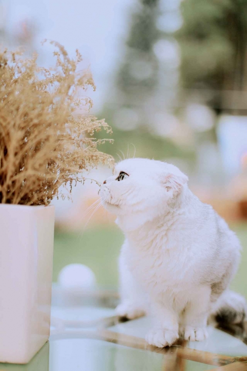 3d猫3D猫，探索虚拟世界的神秘生物-第3张图片