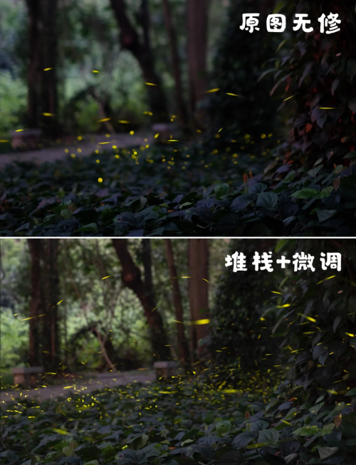 广州萤火虫，城市的夜之精灵-第3张图片