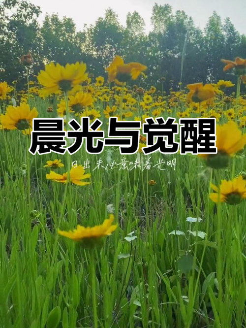 晨星online，探索在线新纪元