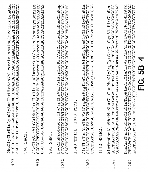 最准一肖一码一一子中特7955纶杀八码最准一肖一码一一子中特7955，揭秘彩票预测与号码分析