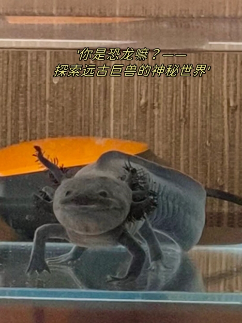 探索6合开奖神秘世界