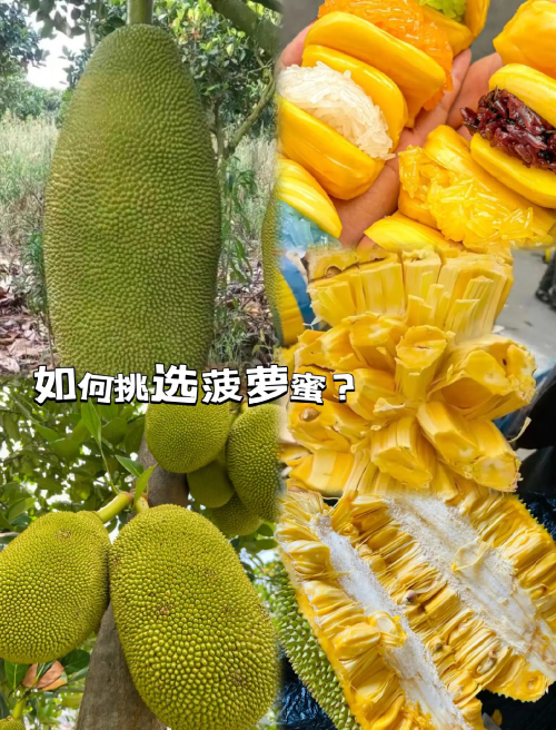 菠萝蜜官网菠萝蜜官网，探索健康与美味的完美结合-第2张图片