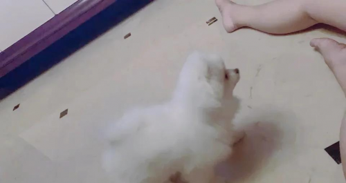 博狗haobc.vip，探索智能养狗新体验