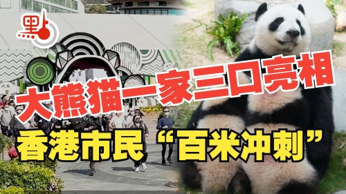 大熊猫盈盈乐乐盈乐乐，快乐与智慧的融合-第1张图片