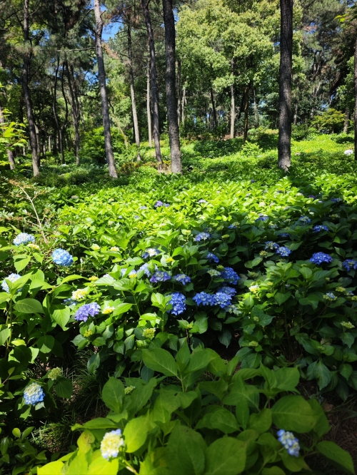 平顶山美景花园平顶山美景