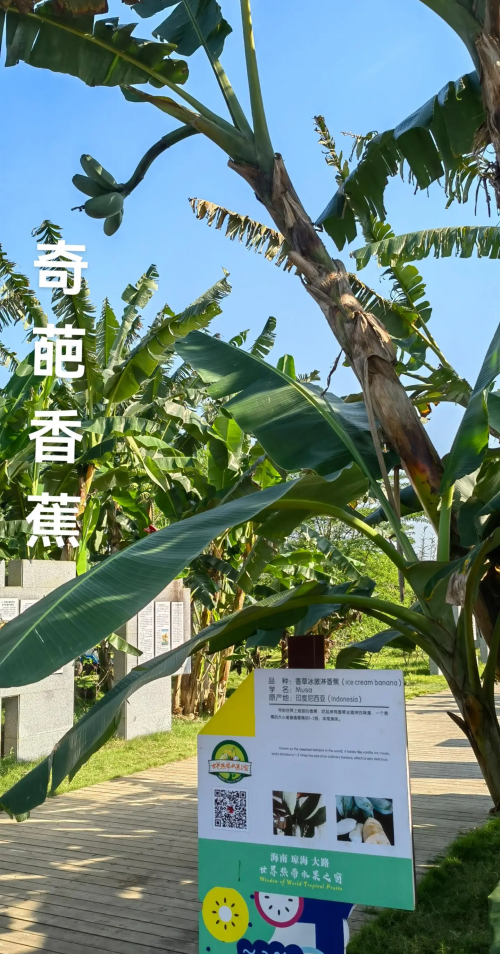 海南香蕉网今日蕉价海南香蕉网，探索热带水果的魅力