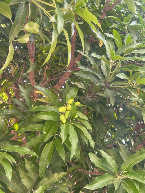 菠萝果，热带水果的魅力-第1张图片