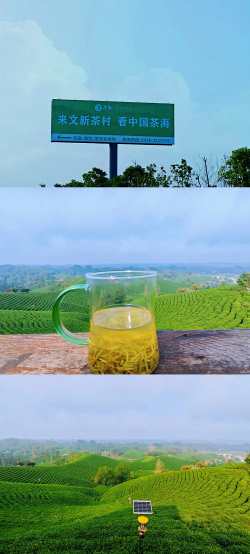 中国茶城网中国茶城在线，探索茶叶文化的在线世界-第3张图片