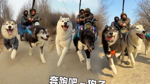 跑狗网跑狗网，引领宠物健康与训练的新潮流