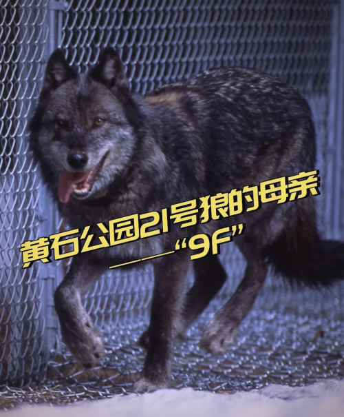 广西的狼精英论坛网广西狼精英论坛，探索狼性精神的卓越之地-第2张图片