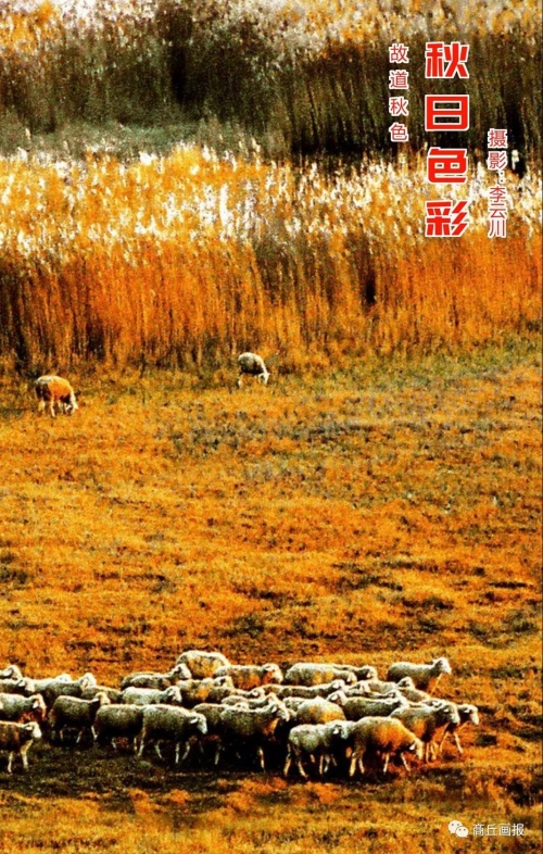 缤纷网，网络世界的多彩画卷-第2张图片