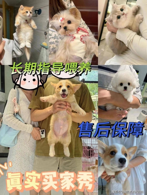 小狼狗高手论坛，探索犬类爱好者的乐园-第3张图片