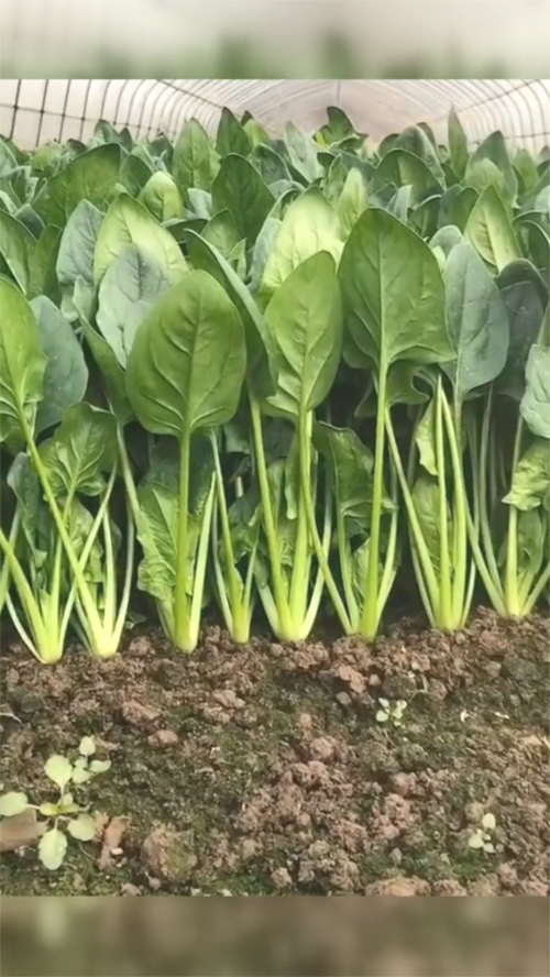 菠菜娱乐，探索多彩的娱乐世界-第1张图片