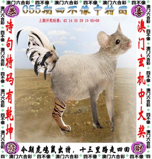 王中王一肖一码一特一中的含义王中王一肖一码一特中，神秘与机遇的交织-第3张图片