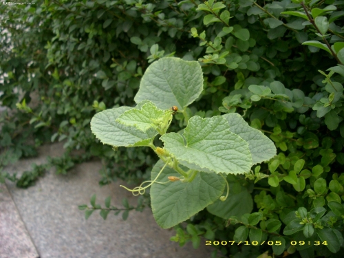 小草论坛小说免费阅读小草论坛，探索网络交流的新天地