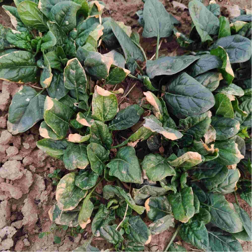 菠菜网免费领取体验金菠菜网HAOBC，引领绿色生活的新窗口