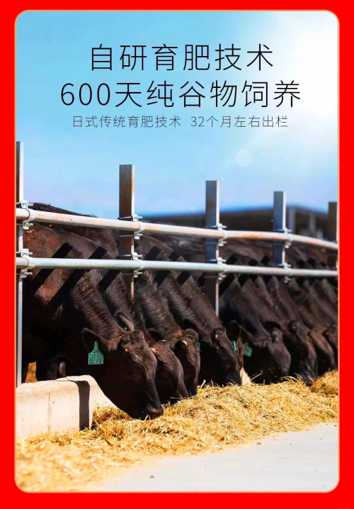 一起牛吧一起牛吧，探索牛业新天地-第1张图片