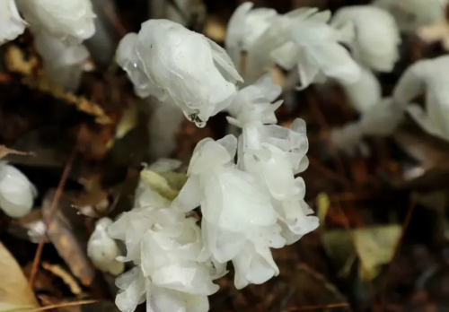 水晶花，美丽与神秘交织的花卉-第2张图片