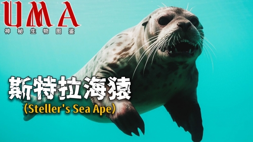 吼吼鲸吼吼鲸，海洋中的神秘生物-第2张图片