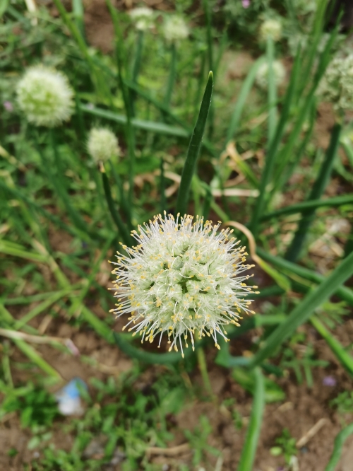 小草论坛小说免费阅读小草论坛，绿色交流的家园-第2张图片