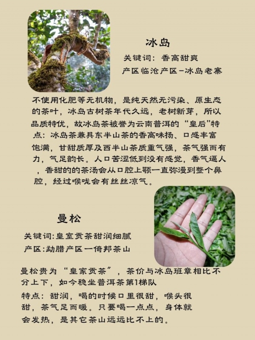 中国普洱茶，千年传承的茶文化瑰宝-第1张图片