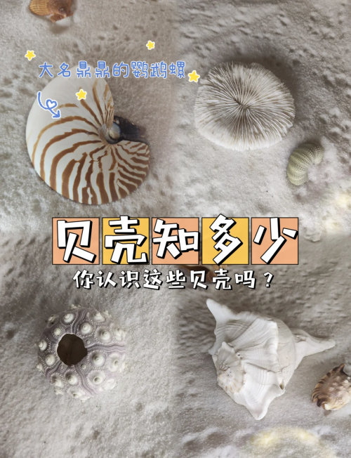 冲浪企鹅下载冲浪企鹅下载，探索海洋生物的奇妙世界-第2张图片