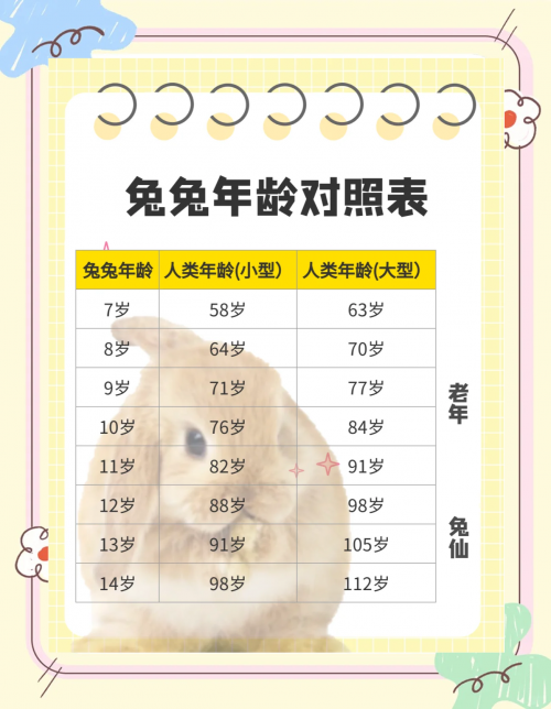 兔兔网络用语暗示什么兔兔网，探索兔兔世界的网络家园-第1张图片