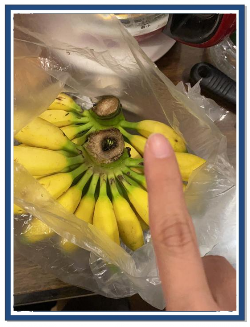 海南香蕉网，引领香蕉产业新篇章